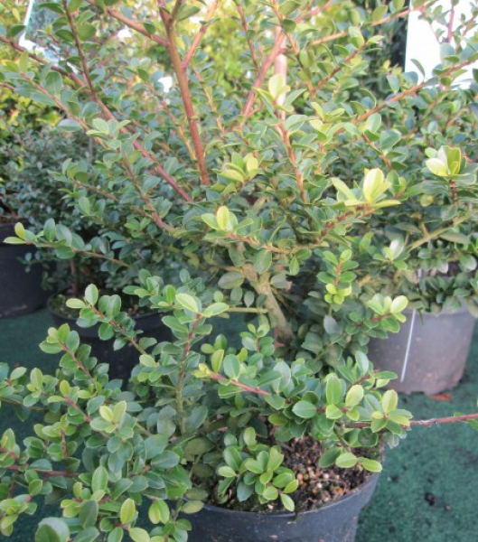 Berg-Ilex Shogun2